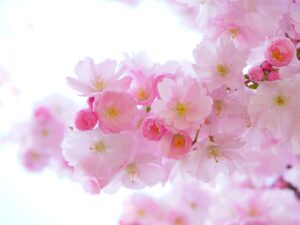 pink, cherry blossoms, flowers-324175.jpg